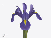Iris (Dutch Iris Grp) New Magic