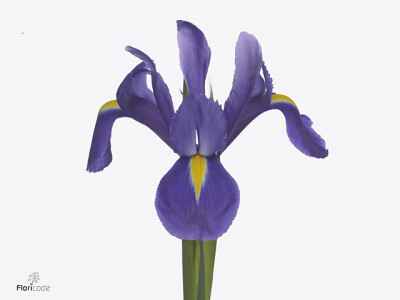 Iris (Dutch Iris Grp) New Magic