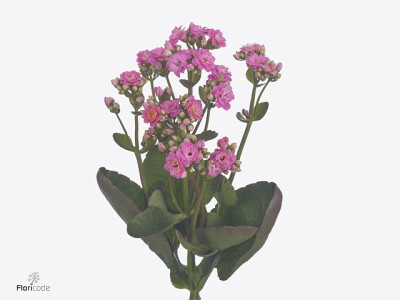 Kalanchoe 'Shocking Pink Meadow'