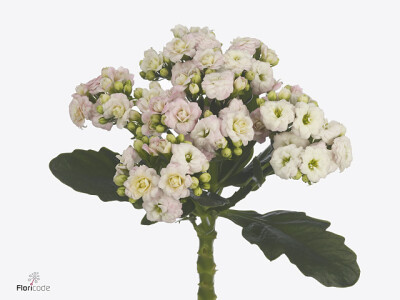 Kalanchoe blossfeldiana Diamond Pinkwhite