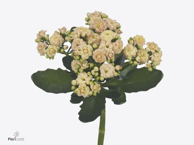 Kalanchoe blossfeldiana Diamond Creamsalmon