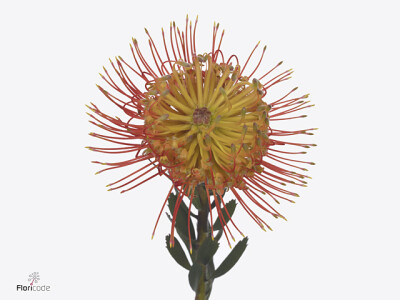 Leucospermum Ayoba Fireworx