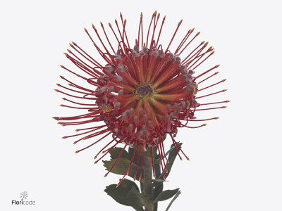 Leucospermum Ayoba Fireworx Red