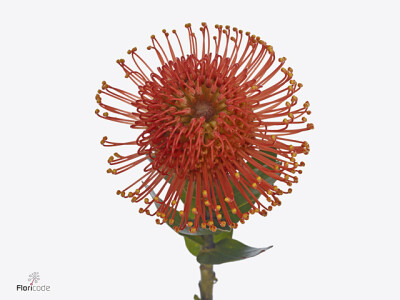 Leucospermum Ayoba Orange Zest