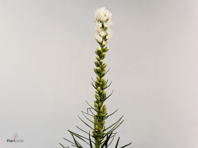 Liatris spicata 'Alba'