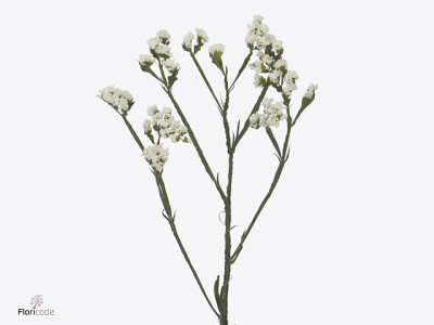 Limonium sinuatum Paula White+