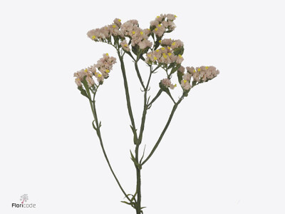 Limonium sinuatum Sweet Apricot+