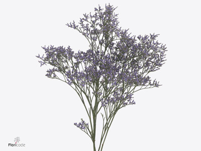 Limonium Safora Blue Tiful