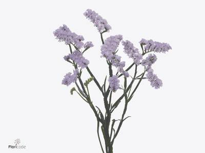 Limonium sinuatum Tonie Lavender