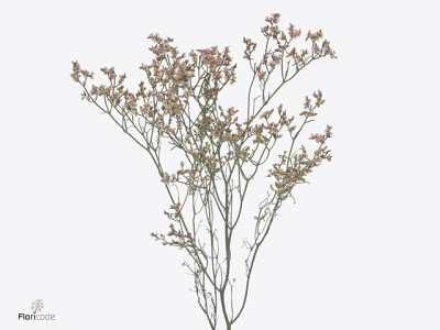 Limonium sinense Sensy Nectarine