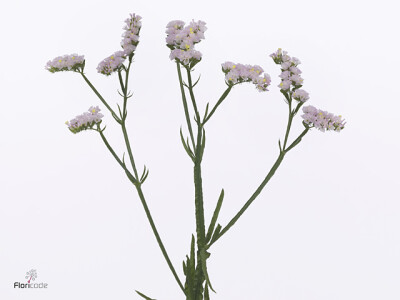 Limonium sinuatum Sera Sun Birds