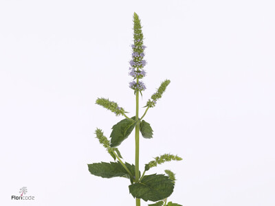 Mentha Fresh Start