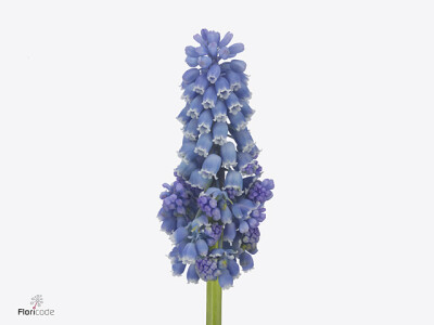 Muscari 'Flower Power'