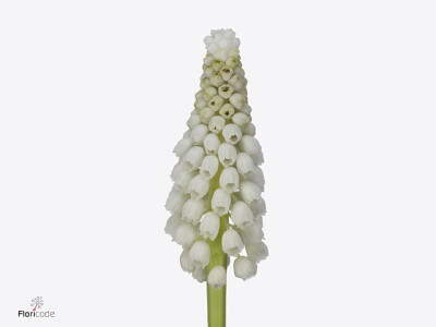 Muscari 'White Spear'