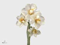 Narcissus (Double Grp) 'Abba'