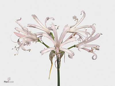 Nerine bowdenii 'Nikita'