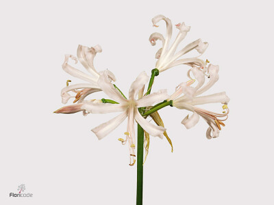 Nerine (Bowdenii Grp) 'Stefanie'