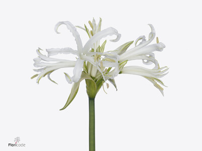 Nerine bowdenii 'Polar Bear'