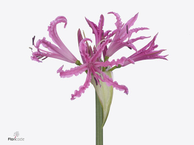 Nerine (Bowdenii Grp) 'Pink Panther'