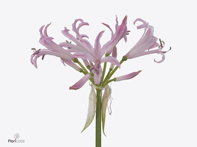 Nerine bowdenii 'Lady Ann'