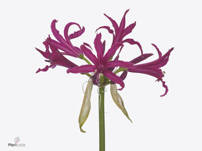 Nerine bowdenii 'Mister Cees'