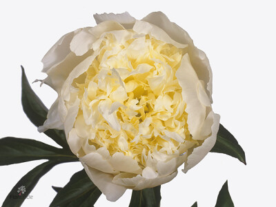 Paeonia (Lactiflora Grp) 'Charlie's White'