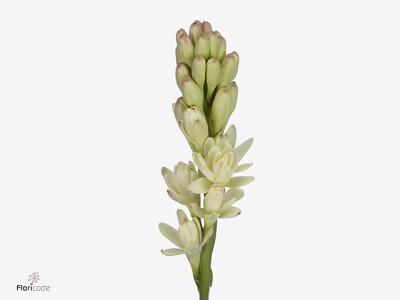 Polianthes tuberosa Elvy Ivory