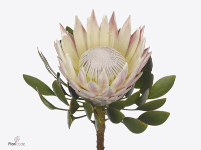 Protea Grande