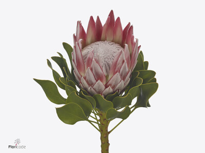 Protea cynaroides 'P.J.'s Pink'