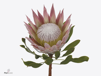 Protea cynaroides 'Sandra'