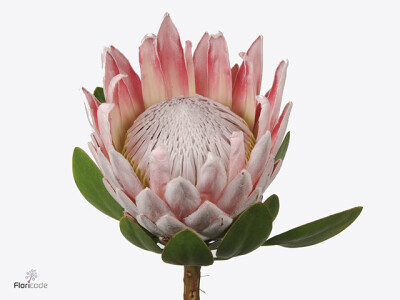 Protea cynaroides 'Michael's Joy'