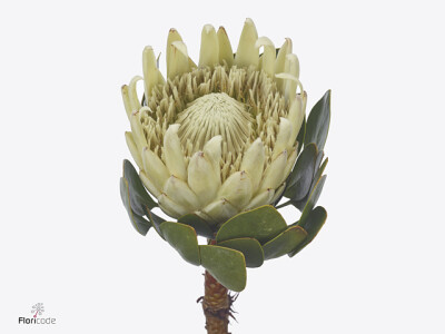 Protea cynaroides 'Mr Farmer'