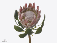 Protea cynaroides 'Inez'