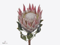 Protea cynaroides 'Marilyn'