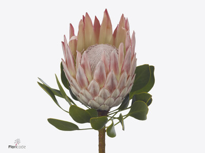 Protea cynaroides 'Captain Carolis'