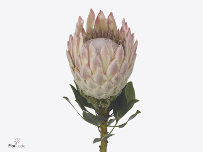 Protea cynaroides 'Valerie'