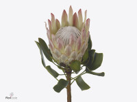 Protea cynaroides 'Lillian'