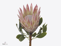 Protea cynaroides 'Lizzie'