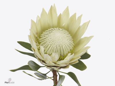 Protea cynaroides 'Tus'