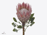 Protea cynaroides 'K.J.'