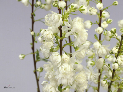 Prunus glandulosa 'Alba Plena'