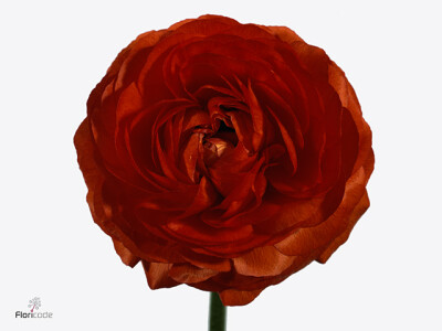 Ranunculus Ranobelle Inra Oranjerood