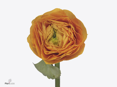 Ranunculus asiaticus Success 021ara