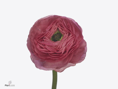 Ranunculus asiaticus Success Charleston