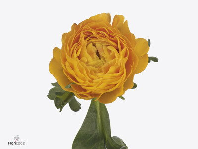 Ranunculus asiaticus Success Luce