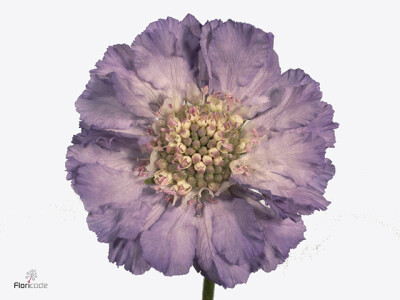 Scabiosa caucasica 'Clive Greaves'