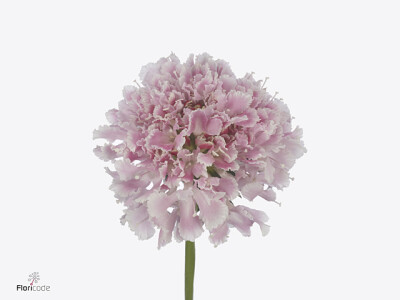 Scabiosa atropurpurea Bon Bon Scoop Punch