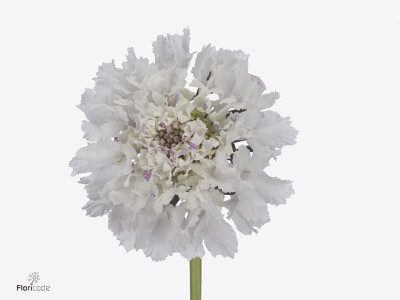 Scabiosa atropurpurea Bon Bon Scoop Sweetness