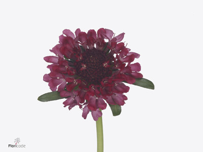 Scabiosa atropurpurea Focal Scoop Cranberry