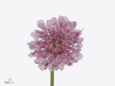 Scabiosa atropurpurea Focal Scoop Popsicle